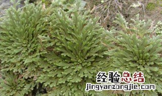 卷柏是什么植物是蕨类植物吗 卷柏是什么