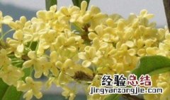 桂花怎么保存香味 桂花保存香味的方法