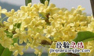 桂花怎么保存香味 桂花保存香味的方法