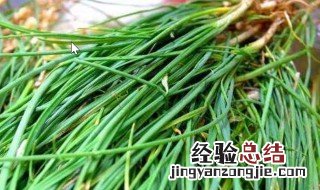 北京山上野葱还是山葱 北京山上的是野葱吗