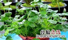 陶粒种水草方法 陶粒水培铜钱草养殖方法