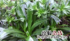 毛香草作用与功效 毛香草作用与功效有什么