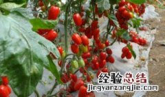 小番茄种子的种植方法 小番茄种子的种植方法是什么