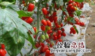 小番茄种子的种植方法 小番茄种子的种植方法是什么