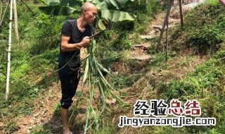 除草完不长草的方法 这种除草有什么技巧