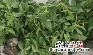 新鲜荆芥怎样长期保存 新鲜荆芥怎样长期保存好