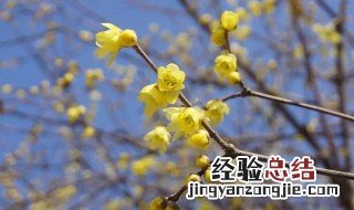 水培扦插腊梅生根 腊梅干枝水培