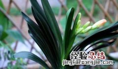 花夹箭了怎么办 解决夹箭最好办法是什么