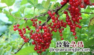 花椒树苗什么时候栽 花椒树苗什么时候种植