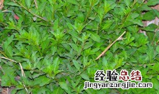 枸杞菜种植窍门 枸杞菜最适合的种植方法