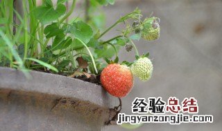 盆栽种植水果技巧 可以先从这五种水果着手