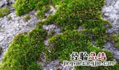 清除水泥青苔的方法 清除水泥青苔的方法是什么