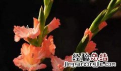 剑兰瓶插怎么保鲜 买回来鲜花剑兰怎样插瓶好看