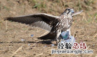 老鹰吃小鸡几几年 老鹰真的吃小鸡