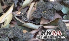 金线莲的种植方法和技术 金线莲的种植