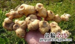 种植黄金中药价多少一斤 种植黄精