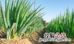 葱最直接的种植方法 大葱大田种植方法分享