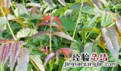 香椿种子种植方法图解 香椿种子种植方法