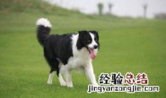 边境牧羊犬是什么 边境牧羊犬是狗吗