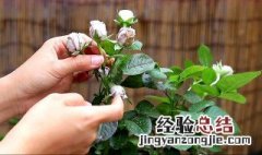 月季花怎么繁殖后代 月季花怎么繁殖