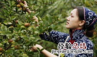 摘茶籽的正确方法 油茶籽什么时候采摘采收后如何保存