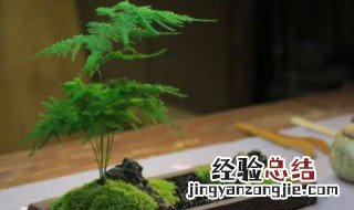 孕妇房间里放什么植物最好 房间里放什么植物最好