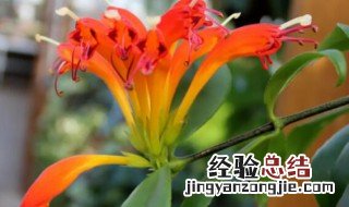 口红吊兰一年开几次花 口红吊兰多久开花