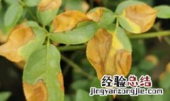 栀子花黄叶是什么原因 栀子花黄叶是什么原因用什么办法解决