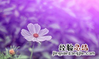 格桑花的花语和象征 格桑花的含义