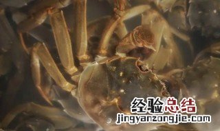 活的河蟹可以放冰箱冷藏?怎么存放 活河蟹能放冰箱吗