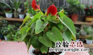 红掌花怎么养 红掌花如何养殖