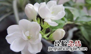 茉莉花怎么修剪 茉莉花开花后如何修剪护理