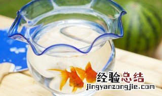 移动大鱼缸的技巧有哪些 移动大鱼缸的技巧具体有哪些