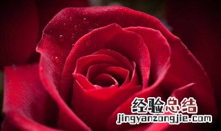 6朵玫瑰代表什么意思 66朵玫瑰代表什么意思