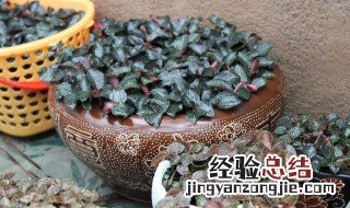 怎样种植金线莲 怎样种植金线莲教程