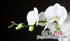 花生壳种兰花的方法是什么呢 花生壳种兰花的方法是什么