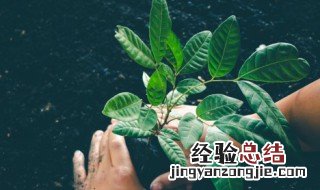 香椿树大棚种植方法视频 香椿树大棚种植方法