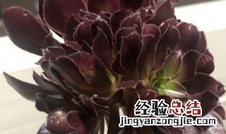 法师突然掉叶子特别厉害怎么办 法师大量掉叶子什么问题