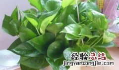 什么植物吸甲醛 可以吸甲醛的植物有什么