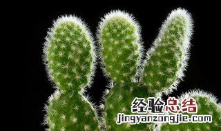 仙人掌开花吗 仙人掌开花吗?