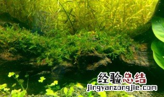 水草黄了用什么方法补救 水草黄了用什么方法补救好