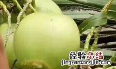 椰青是什么 椰青的做法