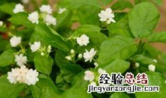 茉莉花是什么时候开花的 茉莉花是什么时候开花的季节