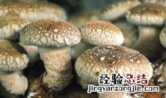 蘑菇的种类有哪些 关于蘑菇的种类有哪些