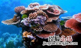 珊瑚是什么东西 珊瑚是什么东西是生物吗