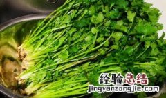 香菜如何保鲜存放 香菜怎样保存时间更长