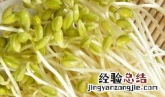 绿豆芽的变化过程作文 绿豆芽的变化过程