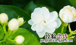 茉莉花什么时候开放 茉莉花开放时间