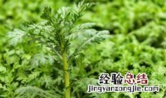 菊花菜种植注意事项 菊花菜种植时间和方法