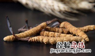 虫草要放冰箱吗 虫草是否需要放冰箱